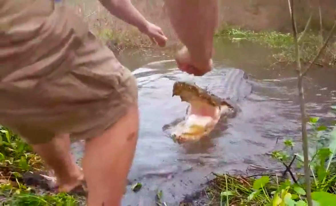 Alligator Playtime? No No No
