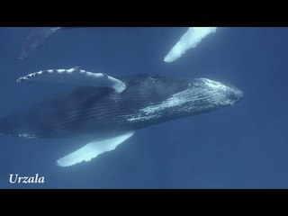 Awesome Encounter With Humpback Whales
