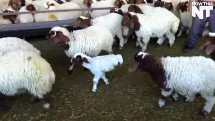 Allah ki Qudrat - 2 legs Bakri ka bacha