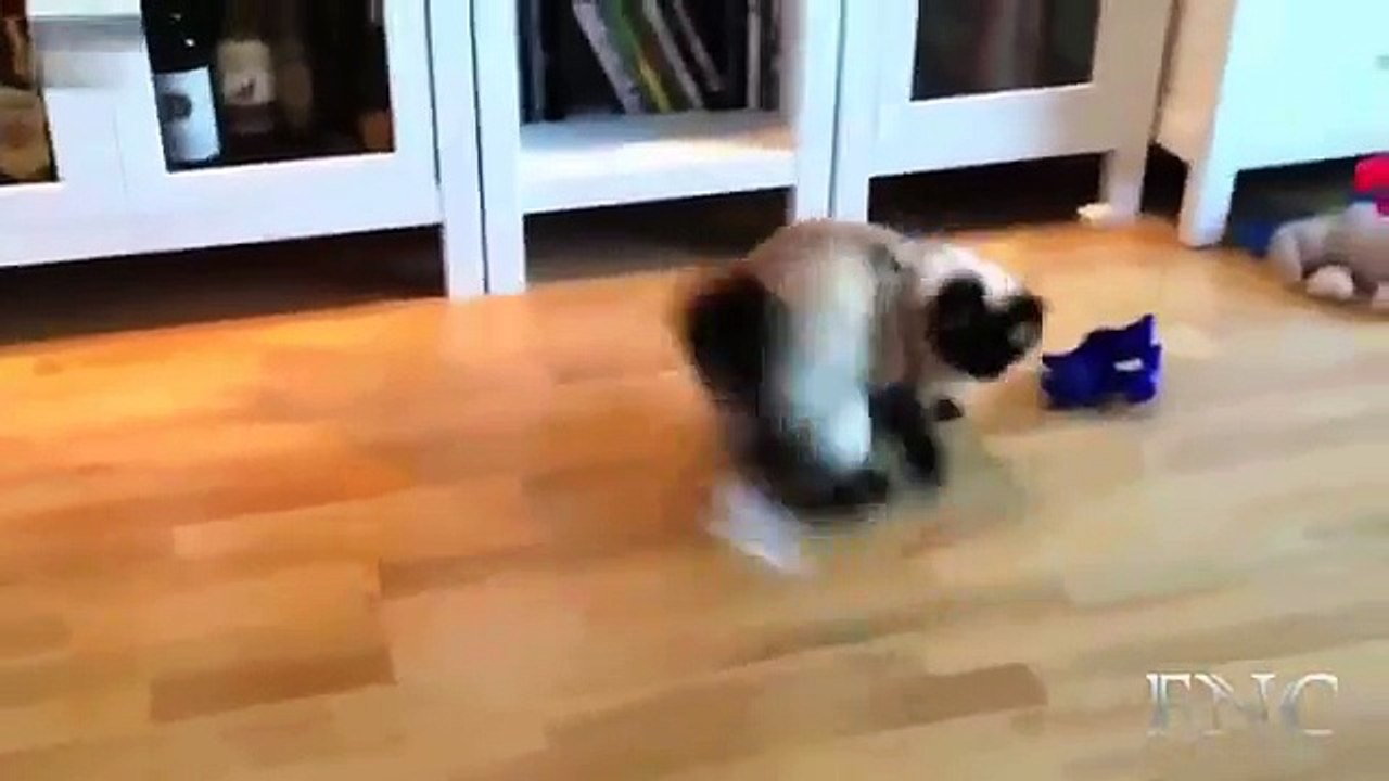 Funny Animals Fails