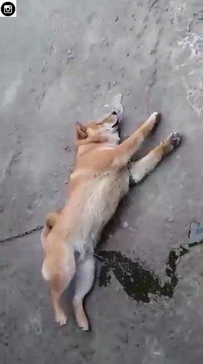dog funny haha