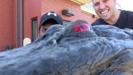 Drive Thru Alligator Prank Funny American Funny Video