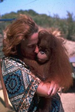 [VIP] Les orangs-outans vont-ils disparaître ?