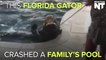Family Finds Giant Alligator Chilling In Their Swimming Pool