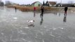 Funny Animals Slipping on Ice!