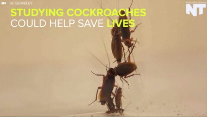 Scientists Are Inventing 'Robot Roaches' To Save Lives
