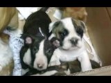 Gorizia - Sequestrati 41 cuccioli di razza provenienti dall'Ungheria (03.03.16)