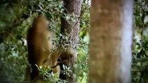 Animales de cine Documental de Nat Geo Wild, documentales 2016 cazador de cocodrilos de la vida silvestre en - 2016