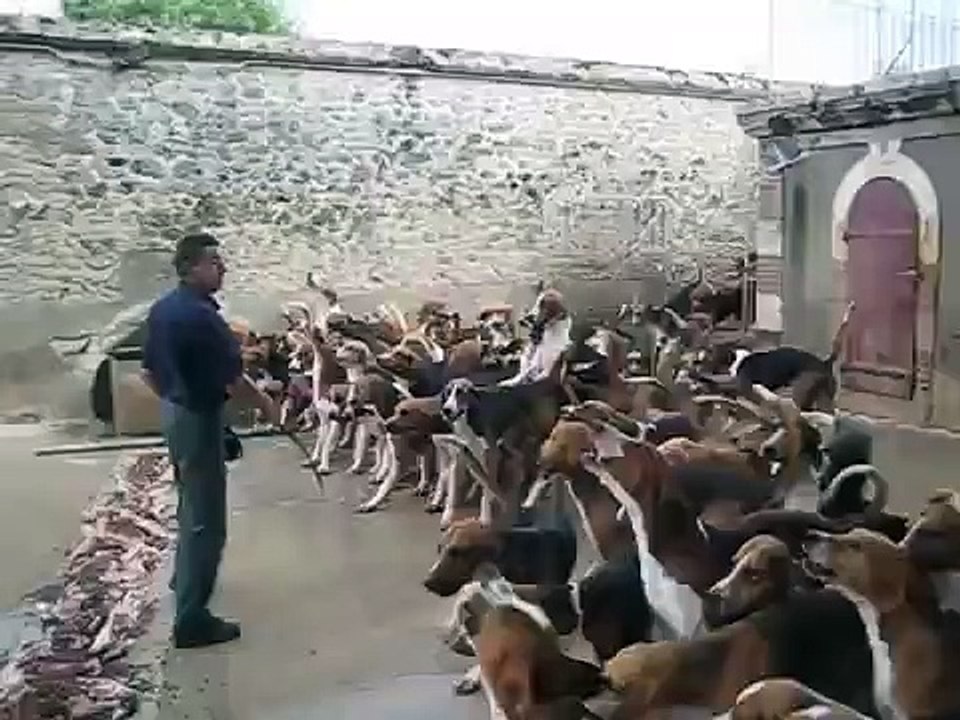 Lunchtime in the doghouse