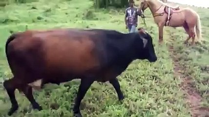 vaca que tem homem como seu filho