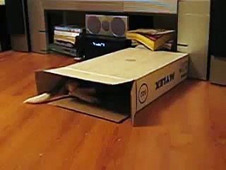 Daisy the Beagle - Playing in Box - Daisythebeagle.blogspot.com