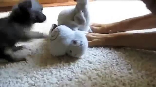 Игривый щенок