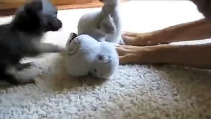 Игривый щенок