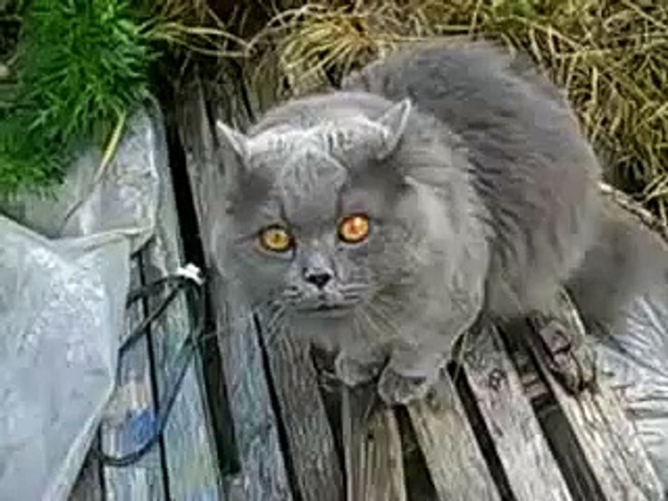 Кот и валерианка