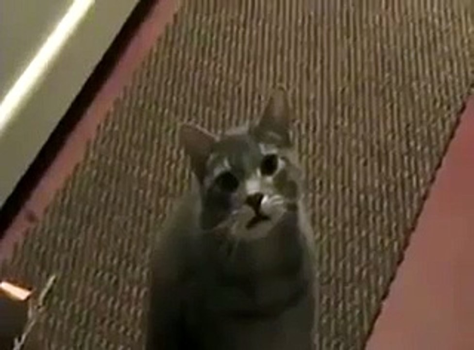 Кот пытается тебе что то сказать
