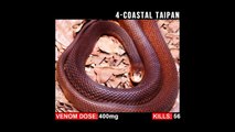 Most Dangerous Venomous Snakes that Kills Humans