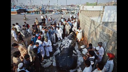 Giant Whale Shark Found At Karachi Beach