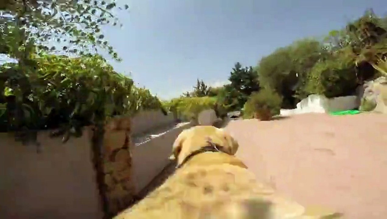 Chien + GoPro = Enorme!