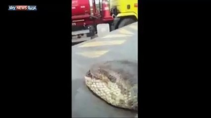 عمال يعثرون على أضخم ثعبان في العالم قرب نهر شنجو في أعماق غابات