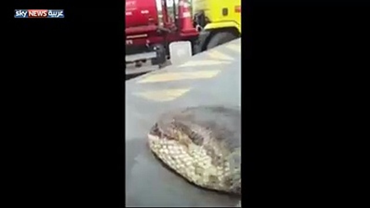 عمال يعثرون على أضخم ثعبان في العالم قرب نهر شنجو في أعماق غابات