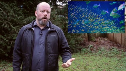 What is the Higgs Boson?