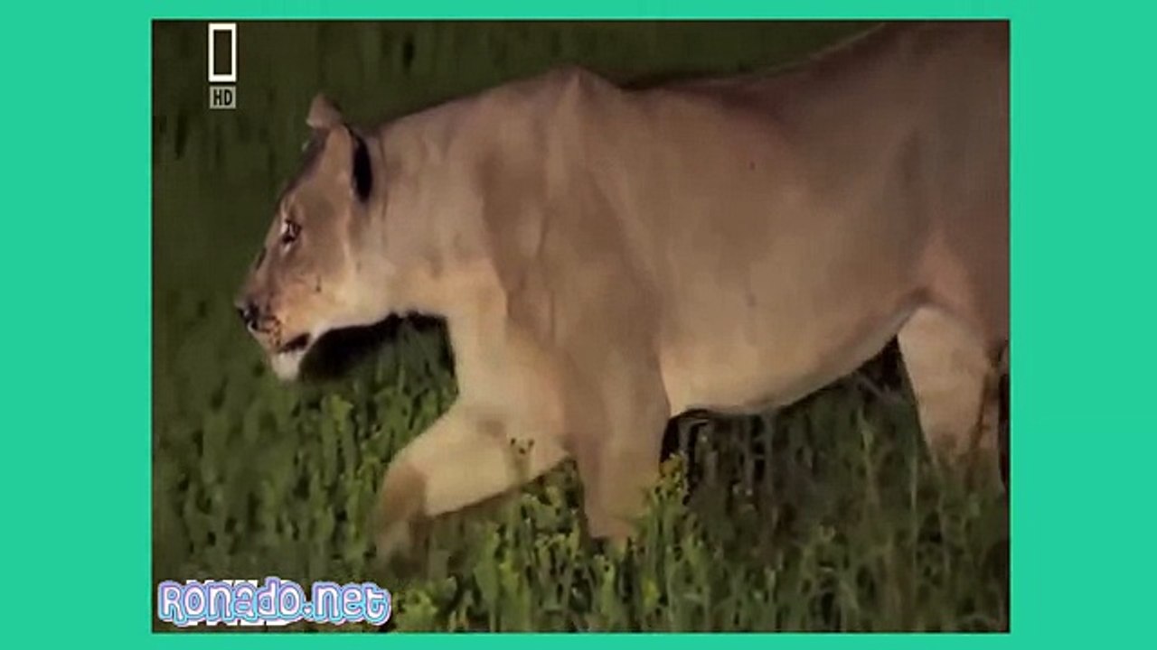 Lion vs Buffalo - Lion vs Buffalo Real Fight - lion vs Rhinocero