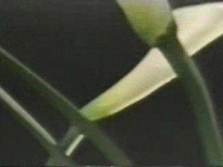 Pixies - Here Comes Your Man