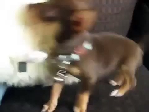 Очень Красивый Щенок - Very Beautiful Puppy - ЛУЧШИЙ ПРИКОЛ 2015