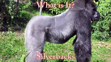 Gorilla Escapes Zoo!