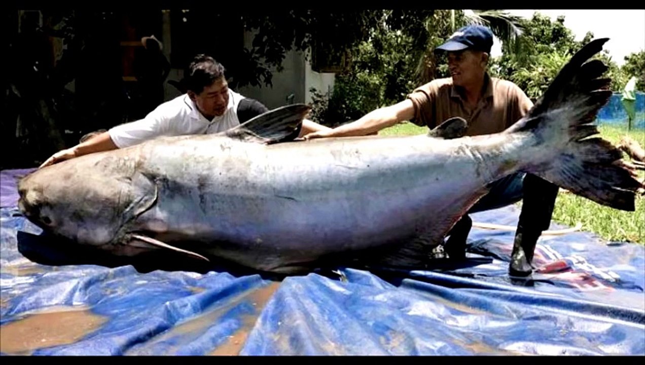 TOP 10 des plus gros poissons jamais pêchés