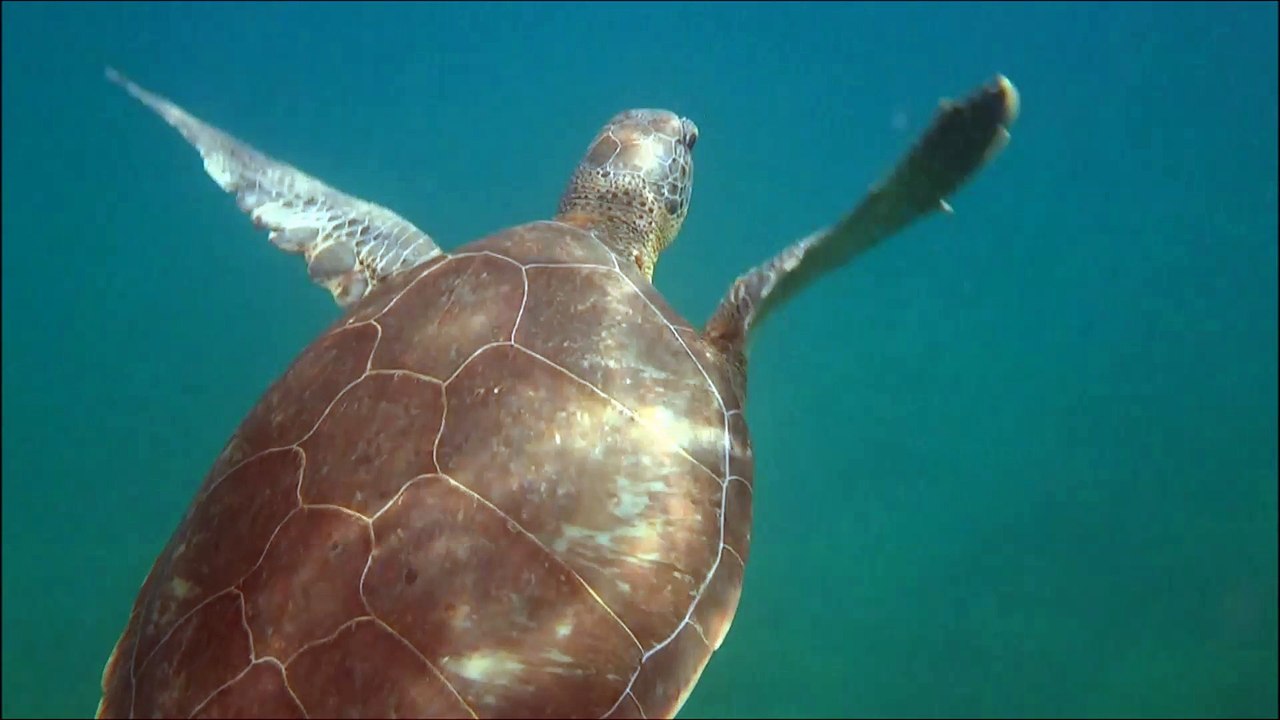 tortues malendure alice