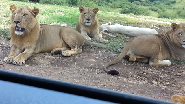 Lioness Tries To Hitch A Ride At Drive Through Safari