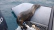 Sea lion pup jumps aboard boat to catch some rays