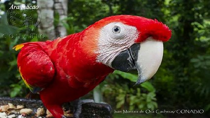 Animales en peligro de extinción en México