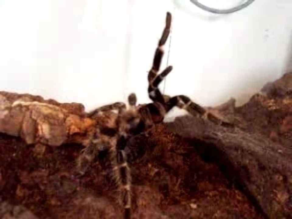 lasiodora difficilis
