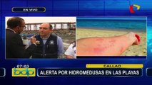 Alerta por presencia de hidromedusas en playas de Lima