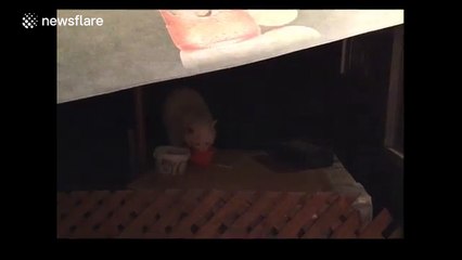 Rare albino raccoon helps himself to cat food