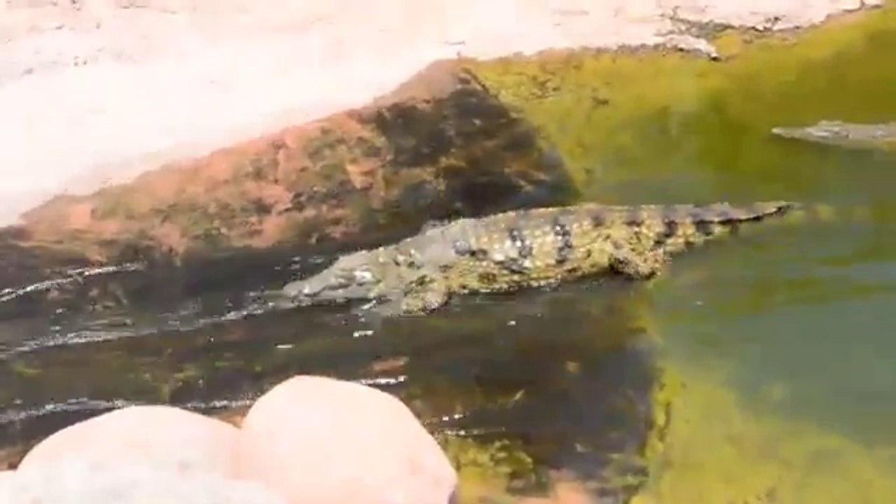 Un crocodile fait du toboggan aquatique