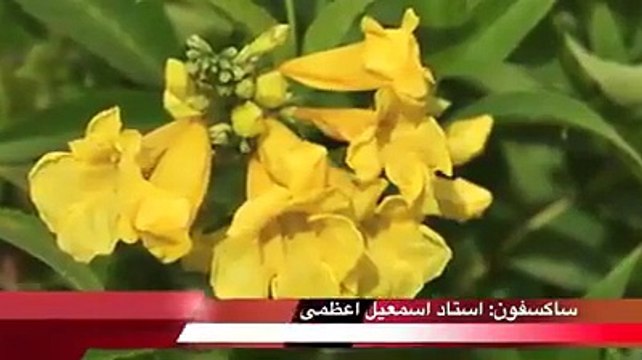 این آهنگ ناب احمد ظاهر جان در استودیوی رادیو کابل ثبت گردیده است