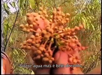 Amazon Tribes Discovery -Das crianças Ikpeng para o Mundo (Leg Português)