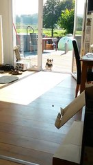 Un perro se queda encerrado fuera aunque la puerta está abierta