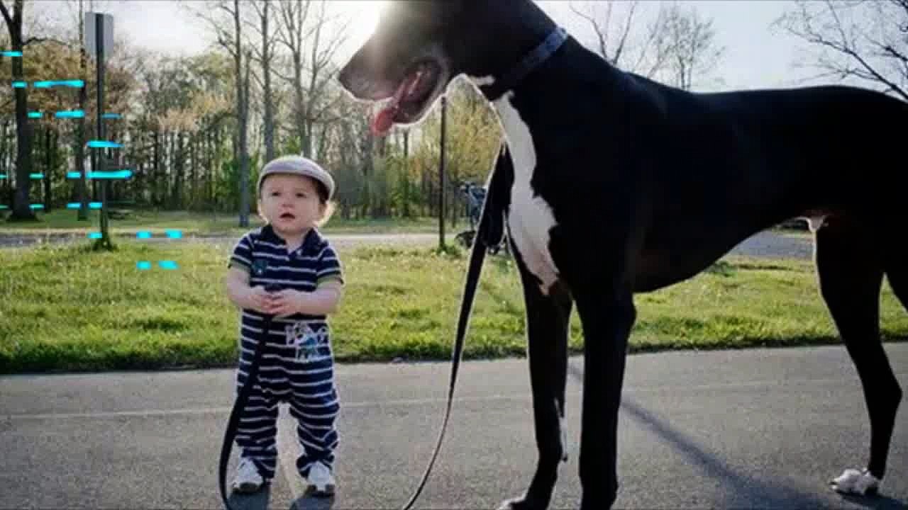 Babies and dogs take each other for a walk - Funny and cute