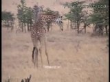 Giraffe kills lion Giraffe attacks lion pride and kicks one of them to death