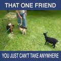 That OTHER Friend That -> You Just Can't keep Anywhere -> MUSt See Funny