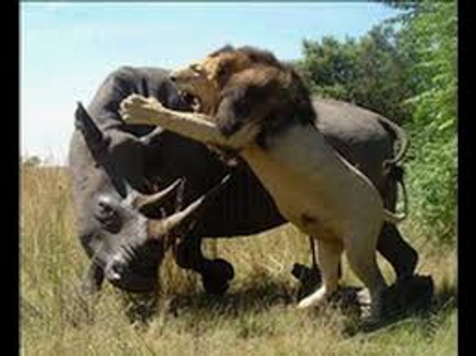 Lion vs Rhino