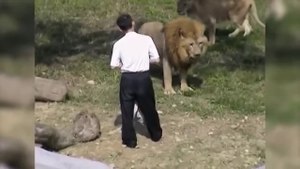 CRAZY MAN JUMPS INTO A LION ENCLOSURE AT THE TAIPEI ZOO IN TAIWAN