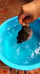 Защитная реакция рыбы фугу