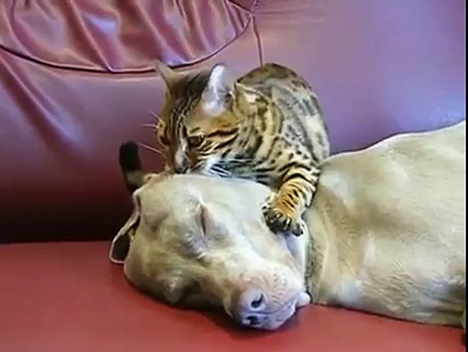 Dog and cat talking