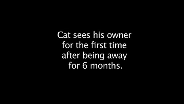 Кот встречает хозяина