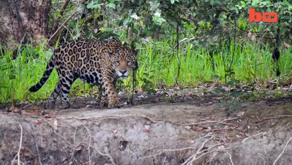 JAGUAR VS CAIMAN: BIG CAT AMBUSHES REPTILE IN EPIC RIVER BATTLE